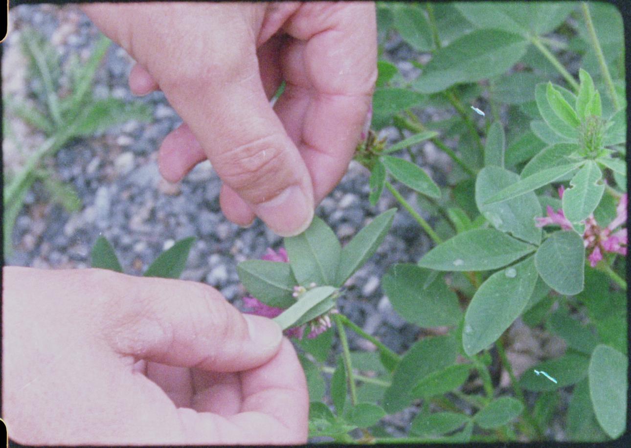 hands and plants